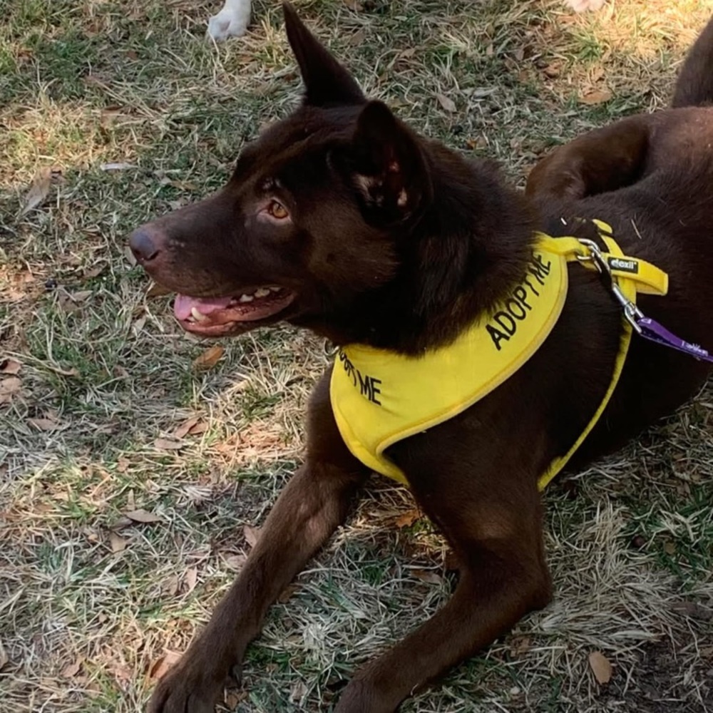 Animal Rescue/ Host - Picture 8 of 12